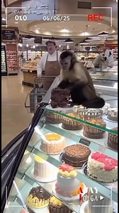 HOLLYWOOD, FLORIDA — In a story that locals are calling “the most Florida thing to ever happen,” a small, wild monkey has become a daily visitor at Sunshine Market—and the staff couldn’t love him more. Every morning, right after the bakery opens, employees hear the familiar patter of tiny feet and look up to see the little primate stroll in like he owns the place. Not causing trouble. Not stealing. Just… showing up for breakfast. According to staff, the monkey is shockingly polite. “He’s friendl