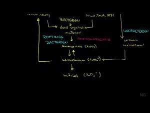 28.3 - Nitrogen cycle