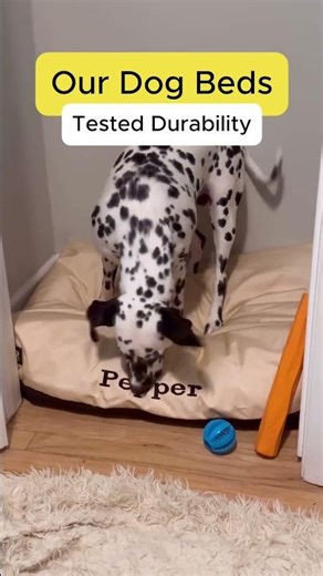 Cheap Dog Beds Don't Last And Dogs Deserve Better 🐶