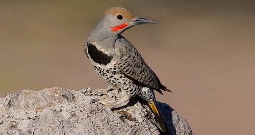 Gilded Flicker Similar Species to, All About Birds, Cornell Lab of Ornithology