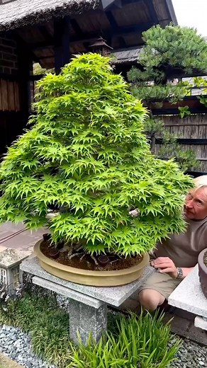 67K views · 982 reactions | Full 360 of an Acer palmatum Garden of @daibokai #BonsaiSociety #MapleBonsai #NatureAppreciation | Bonsai Society | Facebook