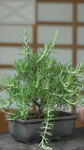 Making a Rosemary bonsai (short video from our YouTube channel) | Bonsai Empire