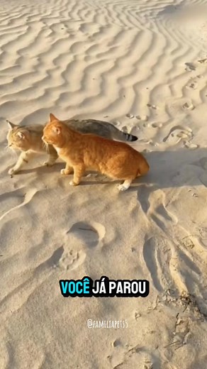 Areia biodegradável para gatos: dizem adeus ao cheiro