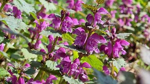 Download Blooming Lamium maculatum close-up. Purple flowers of a medicinal plant in the forest. Sunny day for free