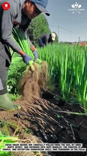 Manual Green Onion Harvesting Process in Open Field #farmingtips #gardeningtips