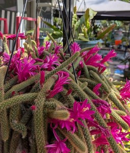 Rat Tail Cactus Plant: Aporocactus Flagelliformis Rooted Live Succulent Plant in 2", 4" and Cuttings - Etsy