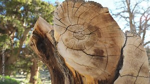 Close-up of tree rings on a bristlecone pine stump, in the Ancient Bristlecone Pine Forest with a backdrop of other ancient trees. Ancient Bristlecone Pine Forest, USA