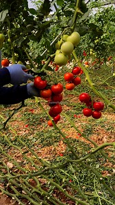 52K views · 997 reactions | Tomato  picking time #tomato #agriculture #farming #greenhouse #harvestingtime #harvesting #tips #techniques #thebest | JUMOH Han | Facebook