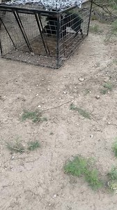 3 More Devil hogs removed from society 🐗 | Jared Fishing & Hunting Texas , Alaska & Mexico Adventures