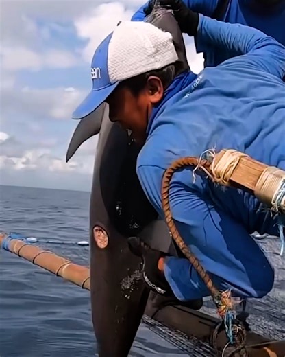 Ocean cleanup crew free a dolphin tangled in plastic rubbish! 👏 | MetDaan Animals