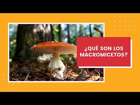 ¿Qué son los macromicetos? // Datos generales de los hongos basidiomycetos, Agaricomycotina.