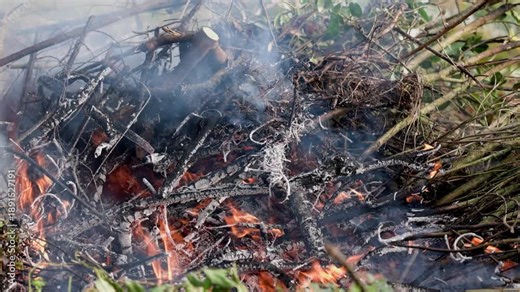 Flames flicker behind thick smoke and tangled branches, creating a dramatic fire background with atmospheric haze and heat.