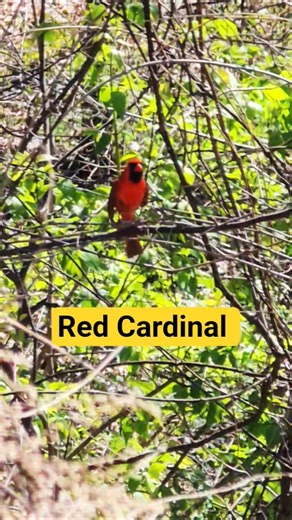🐦Red Cardinal #Shorts #Redcardinal #Bird
