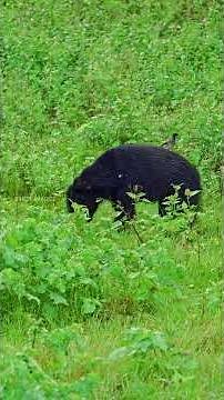 കരടി എന്തുകൊണ്ട് കാട്ടിലെ അപകടകാരിയായ ജീവി?