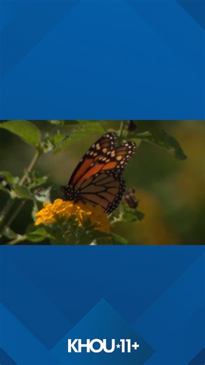 Cypress neighborhood takes flight with new monarch butterfly garden