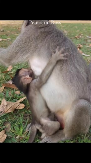 Peterston Ross🐒 (@petersonross3)’s videos with original sound - Peterston Ross🐒