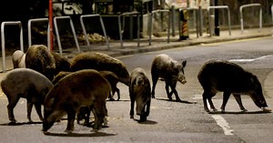 Hong Kong launches wild boar hunt after animal attacks drive public safety fears