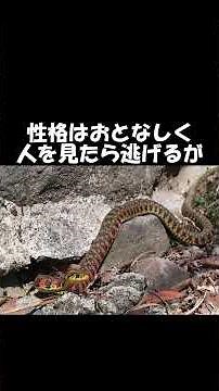 A slow talk about the 8 types of snakes in Japan