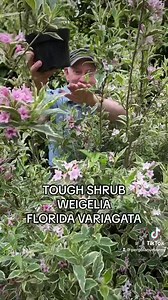 Weigelia “Florida Variagata” is a tough shrub that thrives with little care . Colourful foliage and pink bell like flowers. Winter hardy and lasts forever Planting time is from now, available in webshop https://pergolanurseries.ecwid.com ALL IRELAND DELIVERY 🚚 32 Counties WEBSHOP https://pergolanurseries.ecwid.com Pergola Nurseries Garden Corner, Virginia,Co Cavan A gardeners oasis of quality plants Open Tuesday to Saturday 10.30-6 Open Sundays 2-6 | Pergola Nurseries Garden Corner