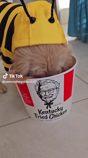 I'm a bumblebee 🐝 | bumblebee