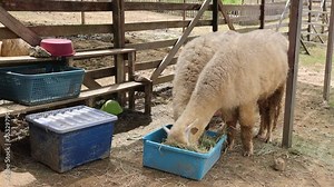 The alpacas eating glass in Alpacas farm