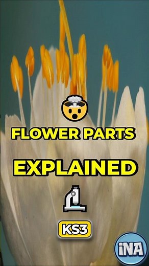Anther vs Stigma — Every Flower Part Explained 🔬 #shorts