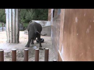 The elephant pooping and peeing
