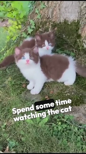 3Gentle Steps to Befriend a Stray Cat #CatFacts | Pet lovers | Facebook