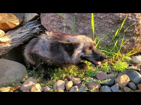 Foxes laugh and scream at puppies