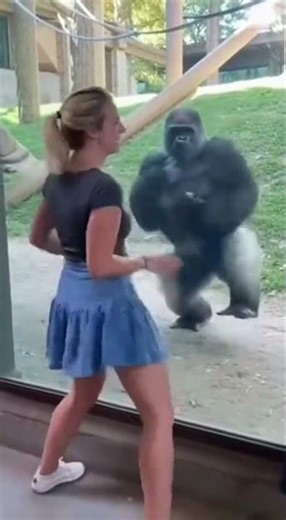 The Moment a Gorilla Became a TikTok Star
