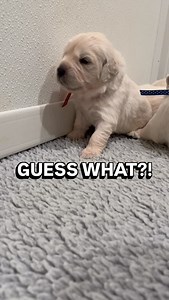 Their ears unsealed! I have been checking twice a day by clapping and just observing their response to noise. I talk to them all of the time and in this moment, you can see little Mr. Red’s head tilt - such fun that I happened to be recording! #puppy #puppybrain #development | Nicholberry Goldens