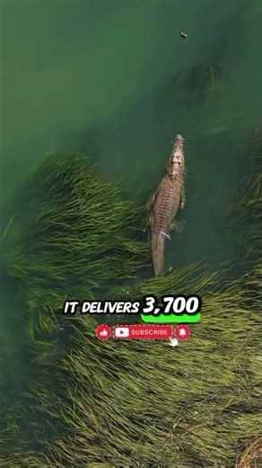 THE STRONGEST BİTE ON EARTH!🐊🐊 #wildvital # nature #shortsfeed #trending #viral