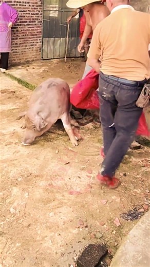 Pig Life in China #china #wildpig