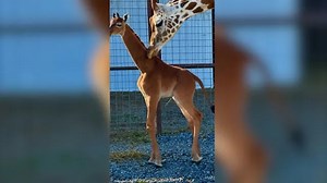 Incredibly rare baby giraffe born at Tennessee zoo