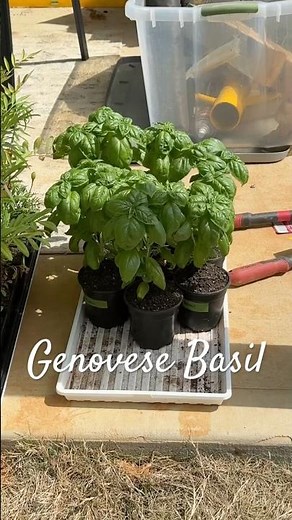 Growing Genovese Basil in Zone 8a