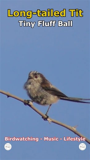 Long-tailed Tit - Tiny Fluff Ball | Cleethorpes Country Park, UK Wildlife #shorts