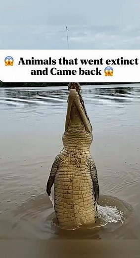 Animals that went extinct and came back…part4
