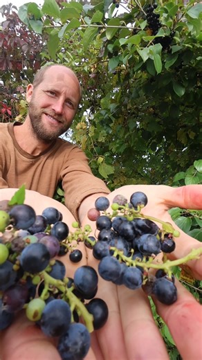 The number one rule of foraging to stay safe as you’re learning new plants… | Robin Greenfield