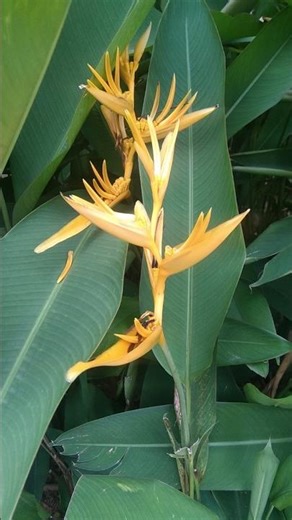 Parrot's Beak or Parakeet Flower