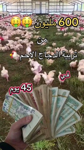 تربية الدجاج اللاحم مشروع تربية الدجاج اللاحم