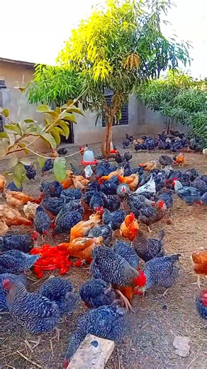 1.3M views · 43K reactions | Do you know that poultry farmers today are making so much money.  Mute poultry farming #VillageChicken #HealthyChickens #villagechickenmagement #StartSmallDreamBig | Mute poultry farming | Facebook