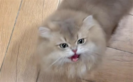 66可讨厌牛牛了，来介绍66有多大了，当种公可是很辛苦的，每天要去小花园巡逻标记