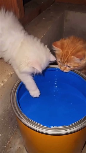 These Cats Glow in Different Colors!