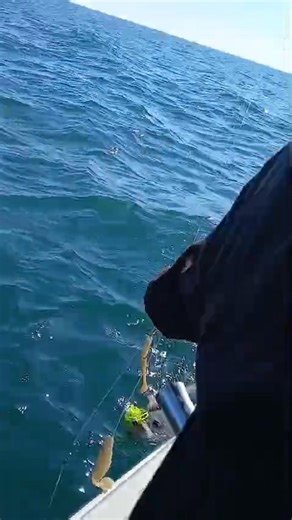 32 reactions · 6 comments | Fish Tracker on Reels | Facebook