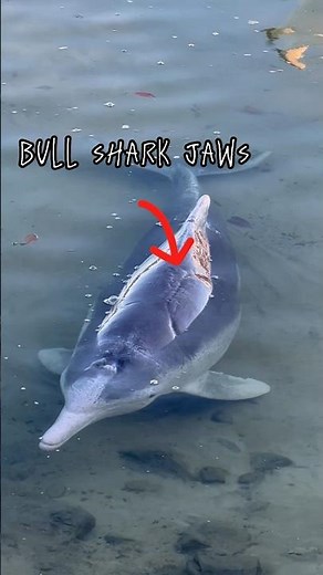 Dolphin survived 2 shark attacks #australia