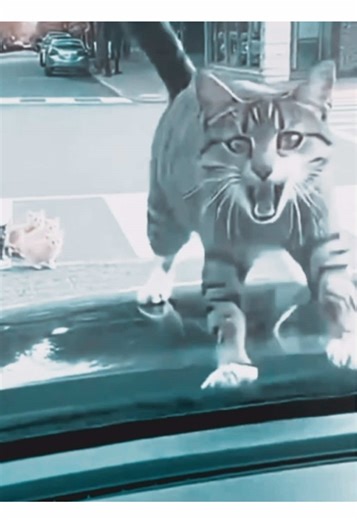 Final cat💜. |scp:|@Cozy Critters ||cc:mine | |audio:blameitonyourlove #finalcatedit #iconcat #xybca #edit #fyp Who is this final cat