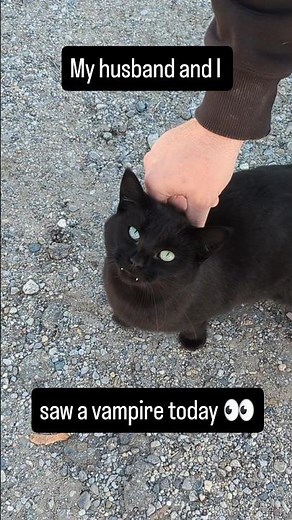 Vampire cat #scary #scarystories #halloween #cuteanimals #funnyshorts #cutecat #blackcat #vampire