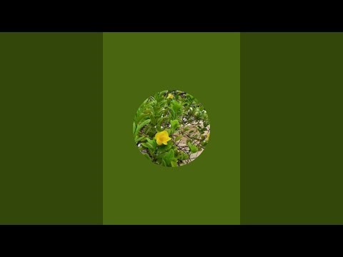 🔴LIVE பூண்டு சாப்பிட்டா இவ்வளவு பலன்களா