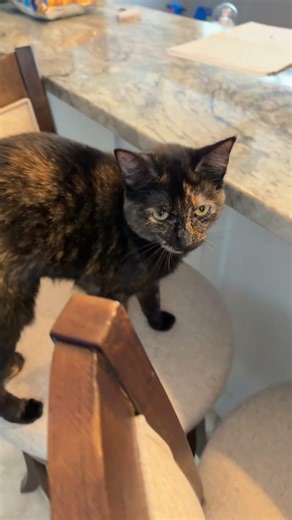 Customize Ducky W/ Me!!! #subscribe #essa #fabercastell ​⁠@FaberCastellGroup #lifeisbutadream #dog