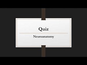 Neuroanatomy Quiz